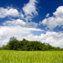 blue sky and field