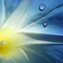 morning glory