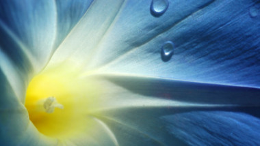 morning glory