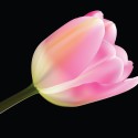 tulip vector