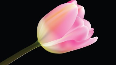 tulip vector