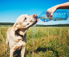 heat-related illnesses can be alleviated by staying hydrated.  The image is of a thirsty yellow Labrador retriever drinking water from a plastic bottle of his owner.