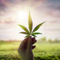 Hand Holding Cannabis Leaf Against Sky With Sunlight