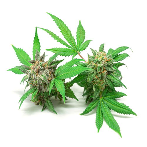 Two Medical Marijuana or Hemp Buds with Cannabis Leaves