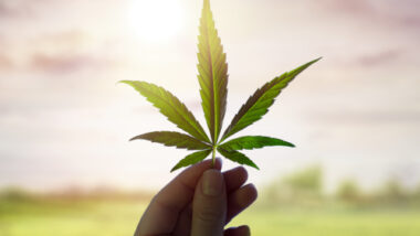 Hand Showing Cannabis Leaf Against Sky With Sunlight