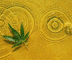 Medical Cannabis A Holistic Approach to Healing