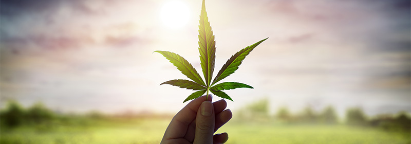 Medical Cannabis: A Holistic Approach to Healing