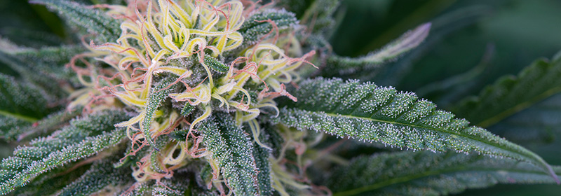 Medical Cannabis: A Holistic Approach to Healing