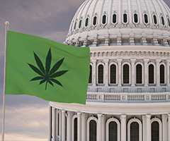 The Legal Status of Cannabis