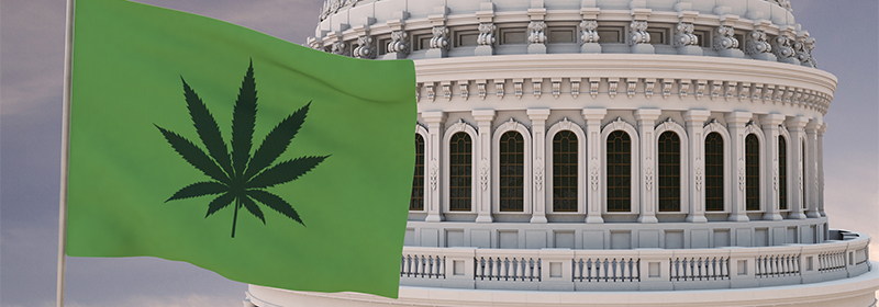 The Legal Status of Cannabis