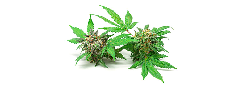 Healthcare Applications of Medical Cannabis