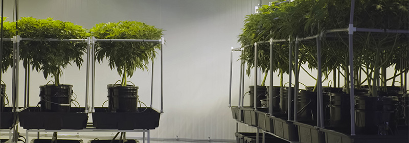 History of Cannabis
