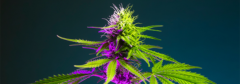 The Legal Status of Cannabis